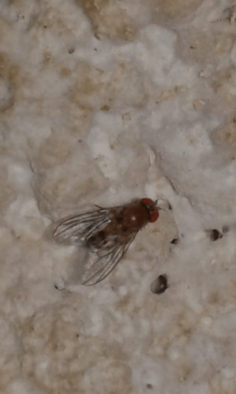 Drosophilidae?